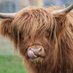 MaisyMooCow 💙 (@maisymoocow) Twitter profile photo MaisyMooCow 💙 (@maisymoocow) Twitter profile photo