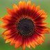 Sunflower Says, ☮️ Roe the Vote! (@artwherld) Twitter profile photo