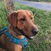 Angel with Momo 🐶🌈 #FBPE (@angela_3110_) Twitter profile photo Angel with Momo 🐶🌈 #FBPE (@angela_3110_) Twitter profile photo