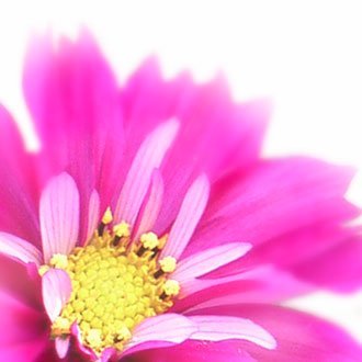 紫苑さんのプロフィール画像