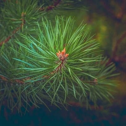 We offer organic Scots Pine and Spruce needle tea from Finland, rich in Shikimic Acid & vital nutrients. Also offering ASEA Redox signaling molecules.