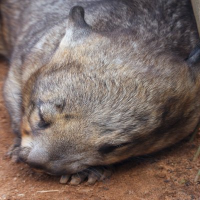 wombatwalking Profile Picture