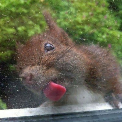 Lemonsnowcone01's profile picture. Love this country, don’t trust the government! 🇺🇸America First/Constitutionalist 🇺🇸-No DMs- Stand against the Uniparty-  TRUMP!