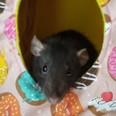 I am a rattie mom. I enjoy doing arts and crafts and the outdoors! I recently opened an Etsy shop to sell the rat hammocks I make.