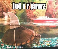 I love turtles! Most of my friends and family know me as the turtle freak!! If I don't know you I am NOT gonna follow you.....so don't ask!!