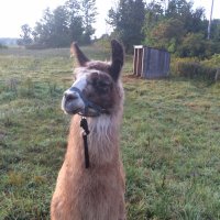 J Scott Weese (@weese_scott) 's Twitter Profile
