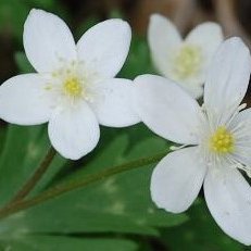 自然や身近な生き物が大好きです。今この時代に生きていて良かった。
嘘偽りばかりの世の中は終わりです
この世界の仕組みは驚くほどシンプルでした。
真実に気付かないまま逝った方やこれから生きていく方のために、今起きている事実を見届け真実を広めていこうと思います。いつもリツイートやいいねをして下さり本当にありがとうございます