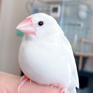 omaepasuta1's profile picture. AWS に興味のある文鳥
ソリューションアーキテクトや AWS 認定インストラクターをしています