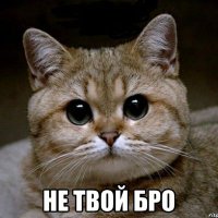 не твой бро (@netvoibro) 's Twitter Profile