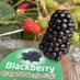 مزرعة الكعيديه للفراولة 🍓 والتوت البرّي (@alkeadiah) Twitter profile photo مزرعة الكعيديه للفراولة 🍓 والتوت البرّي (@alkeadiah) Twitter profile photo