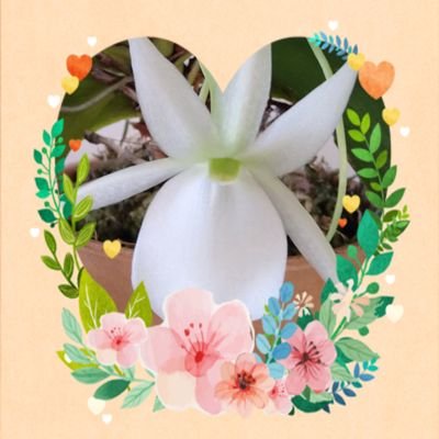 tosiuchiya1002's profile picture. 趣味で洋蘭栽培しています。
無加温、温室なしの素人栽培です。
無言フォローお許し下さい🙏
開花シーズン🏵️以外は低浮上です🙇
I will tweet only during the orchid flowering season.