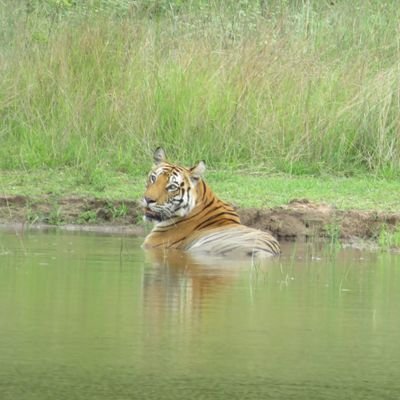 Bandhavgarh national Park