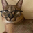 crocktologist's profile image