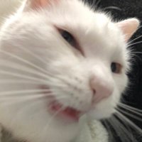 stinky the cate says trans rights!!! 🏳️⚧️ (@stinkycates) 's Twitter Profile