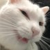stinky the cate says trans rights!!! 🏳️⚧️ (@stinkycates) Twitter profile photo stinky the cate says trans rights!!! 🏳️⚧️ (@stinkycates) Twitter profile photo