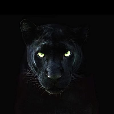 BlackPantherOf_'s profile picture. Jump the highest to see the world from top