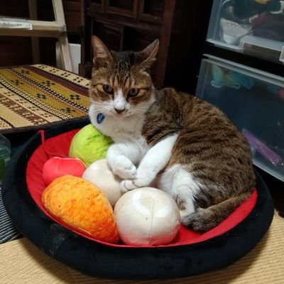 かなり腐りきって腐臭がします。画像は愛猫「みーたん」。BL暦は耽美から○○年くらいになりました💖BLが嫌いな人ごめんなさい🙇ダメ人間っぷり満載です。汚部屋の住人。😺や刀剣乱舞やチコリータ🍃車田作品大好きです。最近は興味のある事RT多いです、無言フォローしますがごめん🙇。裏垢案内とかは報告→ブロックします🤐