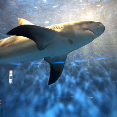 かめごろうさんのプロフィール画像