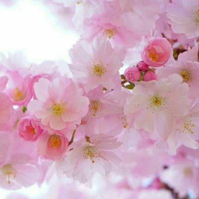 AlokdaN's profile picture. ومن يتق الله يجعل له مخرجا ويرزقه من حيث لا يحتسب ....
معلم أول رياضيات دراسات عليا فى المناهج وطرق التدريس