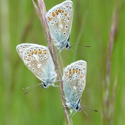 Looking after land in the South Downs for butterflies, moths and nature