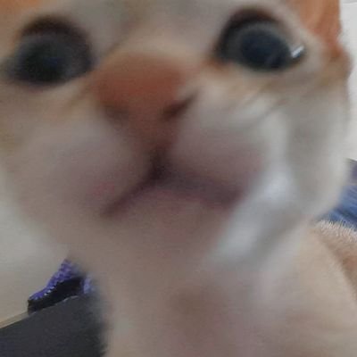 iamcat_lulu's profile picture. いちばんちいさなネコ種