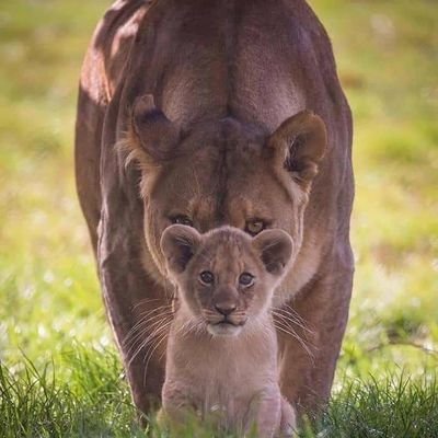 GorotoJr's profile picture. Father | business | Fearless | Creative | Fan of
@simbaSCTanzania & @ManUtd #factabout