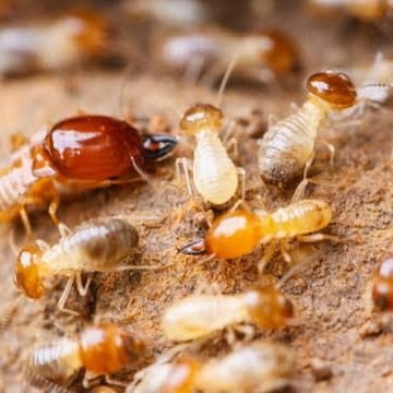 Spécialiste du traitement anti termites et autres nuisibles des bâtiments