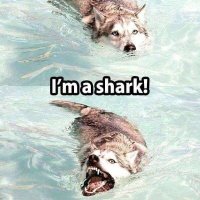 Werehacker | ΔΘ (@thereallycandrg) 's Twitter Profile