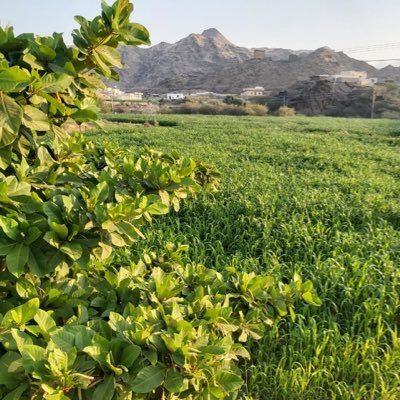 كرة عالمية أخبار العالم غرائب صحة الطقس حيوانات أخبار الخليج كرة خليجية