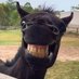 Zoophilist Facts (@zoophilistfacts) Twitter profile photo Zoophilist Facts (@zoophilistfacts) Twitter profile photo