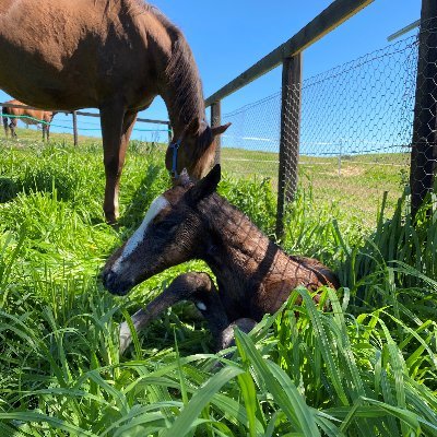 Arranmore Stud is a boutique stud farm situated in the heart of Scone in the Upper Hunter of NSW. Set on 100 acres of prime grazing.