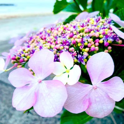 anchi-issyさんのプロフィール画像