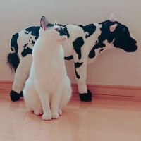 横猫 (@ezo_of_the_dead) 's Twitter Profile