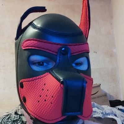 Pup_Kiba0's profile picture. Honesty, Fidelity, Loyalty, Obedience