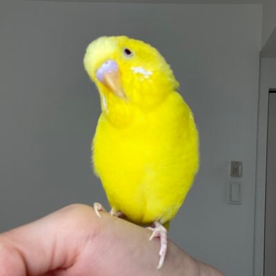 2021.1.1 セキセイインコちゃん（ルチノー）お迎え🐥 Twitter初心者なので色々わからない事も多いですが宜しくお願い致します🥺無言フォローすみません💦 ただ鳥さんが大好きなアカウントです。誹謗中傷はお控え下さい😭