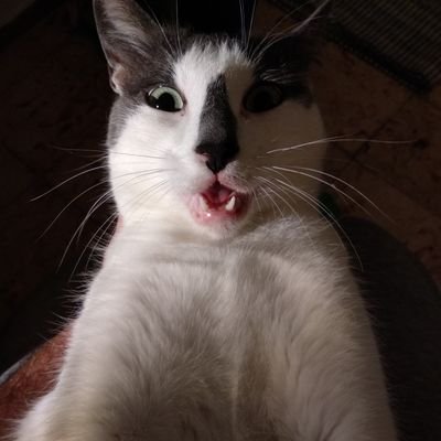 _brunomendoza's profile picture. #CodeLover 👨‍💻