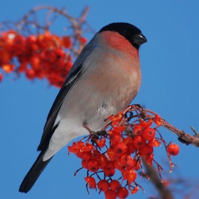 Hiyokomameko716's profile picture. 潰瘍性大腸炎、カルチノイド神経内分泌腫瘍で一時ストーマ生活をへて2021.10に人工肛門閉鎖しました。 無言フォーローすいません いいね！は寄り添い共感です