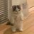 xiaoyangtaokp's profile image