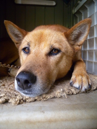 CountryboySuper's profile picture. 工芸家 artist craftman  naturalfarmer  taoistで在りたい　非核脱原発をとなえて自給的生活２３年　ユウタイ離脱体験をするもいまだ解脱せず　　
　