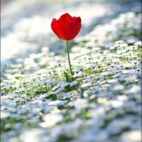 Tarih🇹🇷🇹🇷🇹🇷 (@tarihi_asitane) 's Twitter Profile Photo