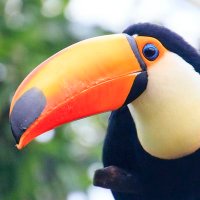 Fadwa Toucan #SaveSilwan (@liberatefalafel) 's Twitter Profile