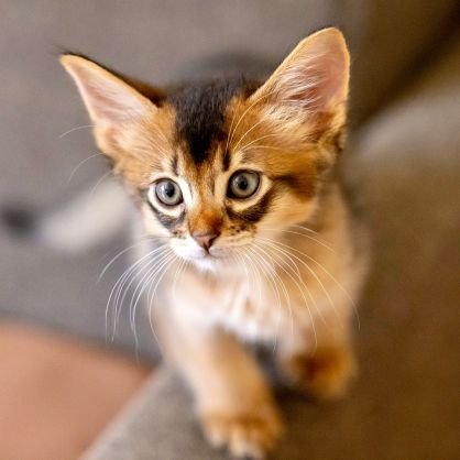 保護猫を探している時に偶然やってくることになりました。ソマリ虎太郎😺 先住犬保護犬のcacao17歳 🐶 片目がかっこいい保護猫ゾロ 😺 バタバタ過ごしてます