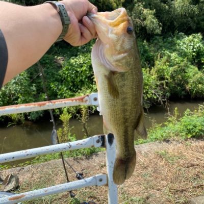 千葉県の松戸を拠点にしています！ 偶には印旛、牛久、霞に遠征する事も。 バス釣り最高っ！！