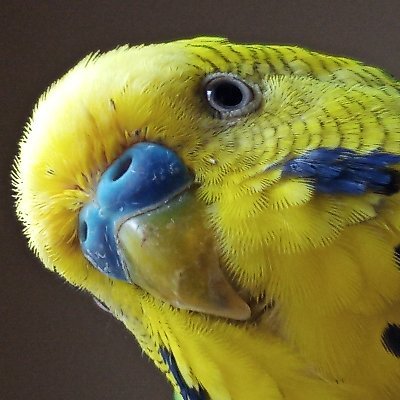 toko_somethings's profile picture. 手作り好き。多趣味。飽きっぽい。生き物全般好き。1度逃げ12時間後夜中に見つけて頂いた、奇跡の出戻りのセキセイインコ♂（トコ2018/5月？日生）と同居。挨拶べた。お互いさまですフォロー、リフォロー、返信お気遣いなく。ネジバナ専用垢@Ladys_tresseで。