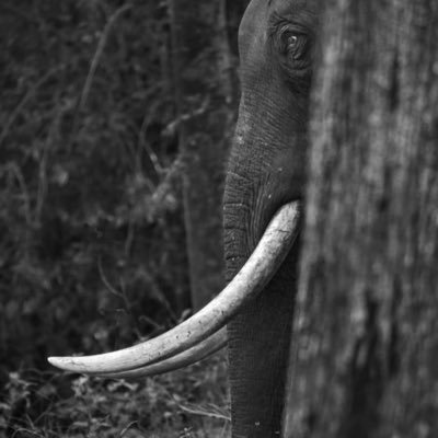 NISAR95054117's profile picture. @rider