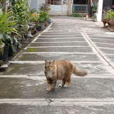 M_RizkyAbdulloh's profile picture. 