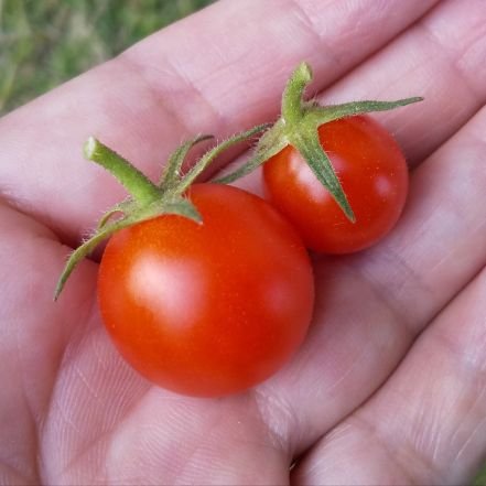 40代子無し主婦😊／飾らないおうちごはん🍚／ちょこっと家庭菜園🍅／ウォーキング頑張り記録🚶／2022.6.18Mr.Children初ライブ参加→F＆M会員に💘／ちいかわ好き🐹🐱🐰／TL、いいね追い付けない事もありますスミマセン😥／
DMはご遠慮下さい🙅‍♀️