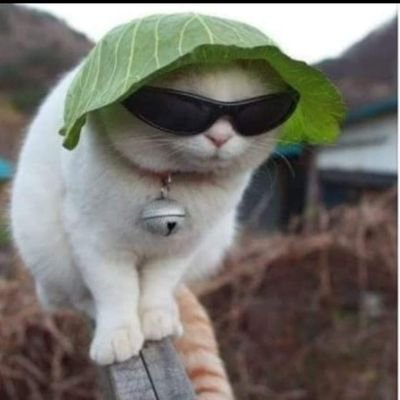 smiffy2328's profile picture. Brexiteer. Non woke.  Proper Conservative. No longer a member or supporter of this Liberal mess of a Conservative party