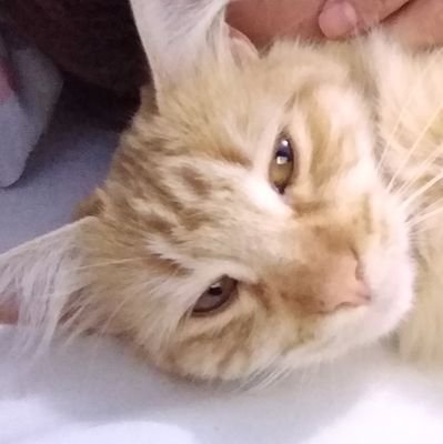 Jen_moscada's profile picture. 