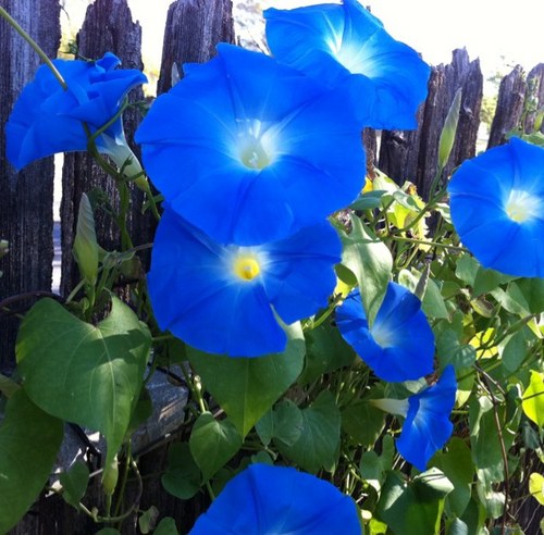 TriXniX's profile picture. Fucking nobody